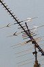 TV Antennas